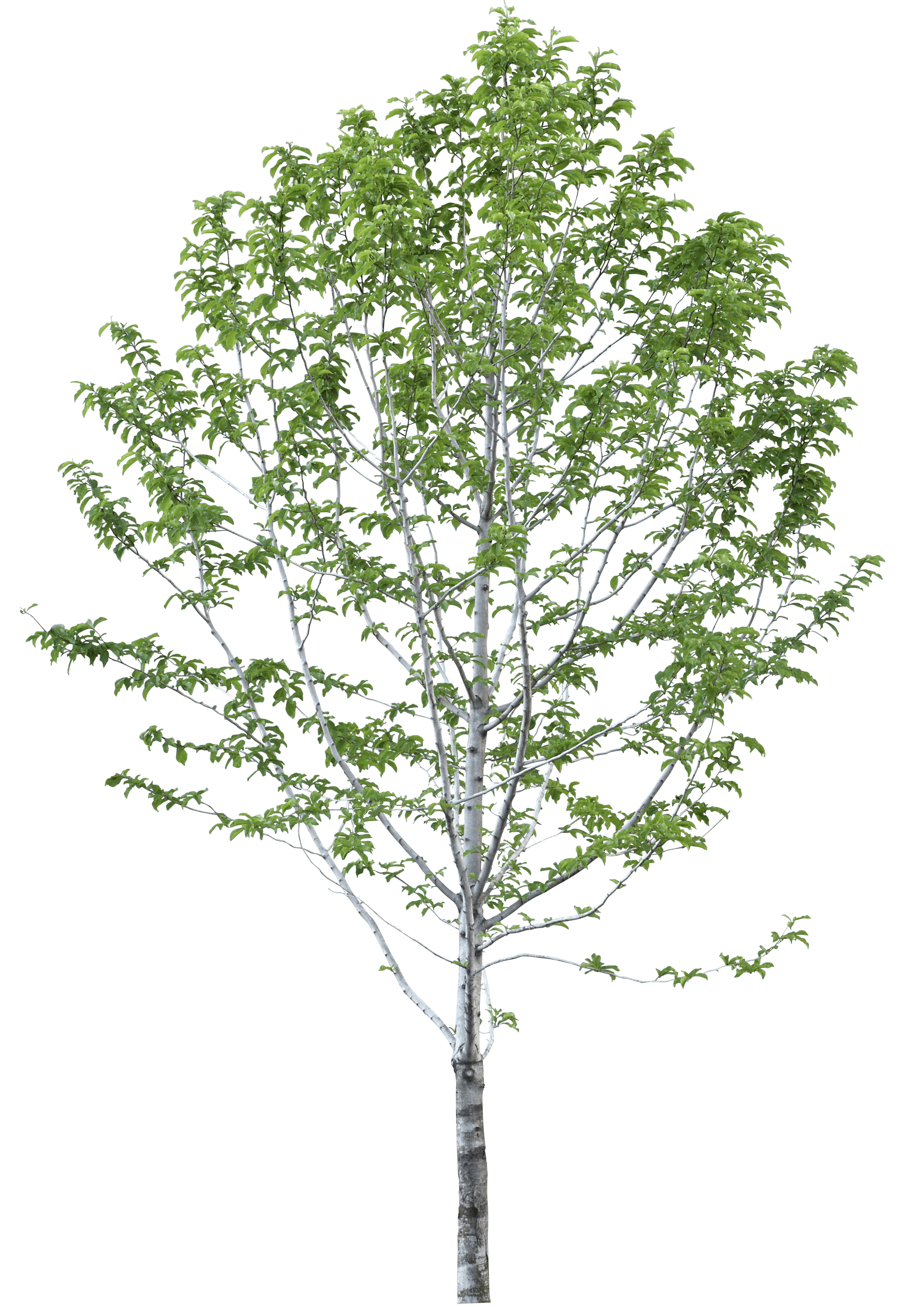 Birch trees