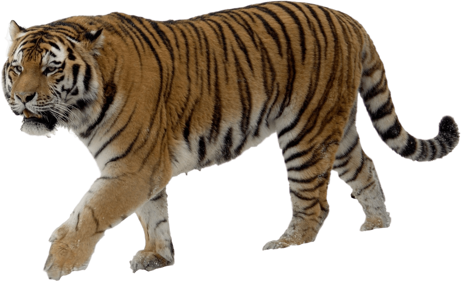 Siberian tiger